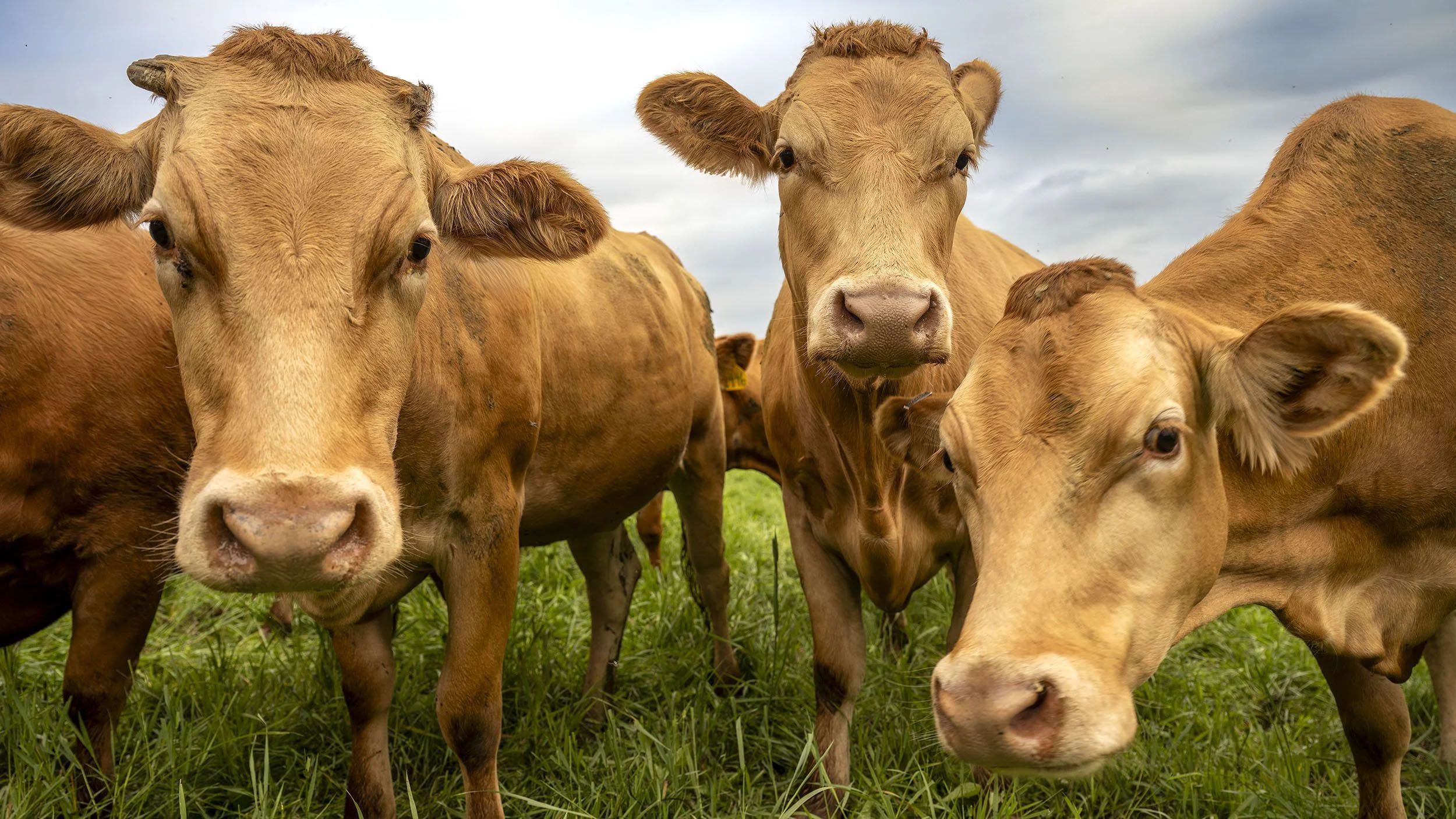 Postcard from America the Beautiful